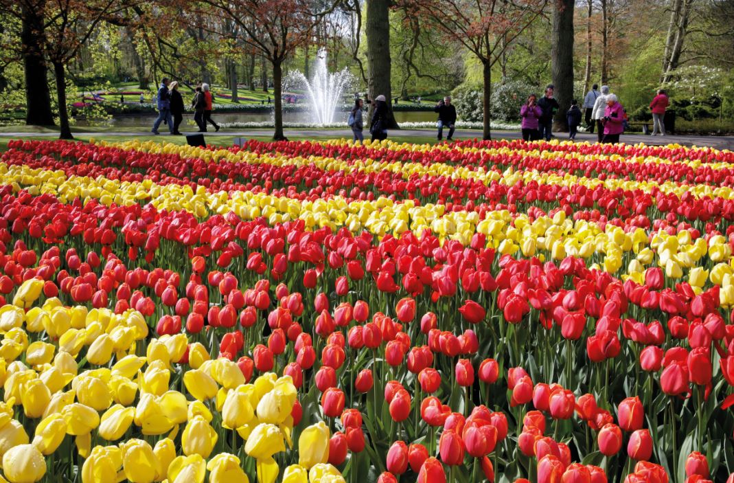 2024 Dutch Bulbfields & Keukenhof