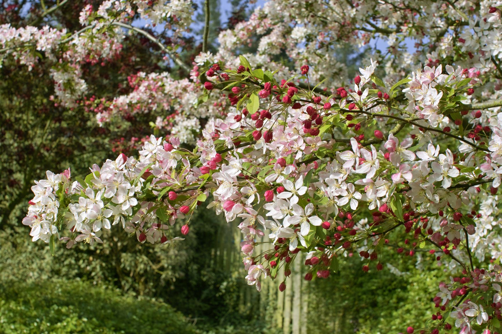 Evesham Blossom Trail